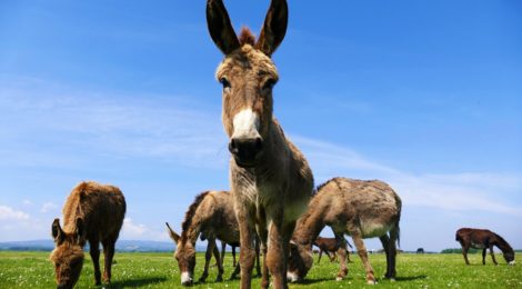 Proroghe dei contributi: il crollo del mulo.